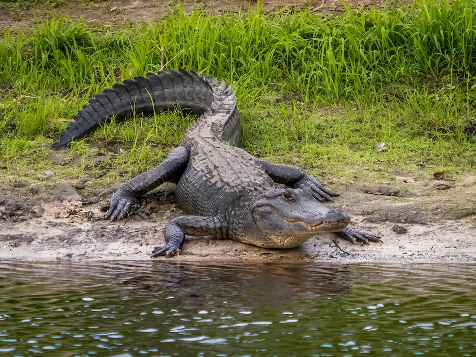 Mississippi-Alligator am Myakka River